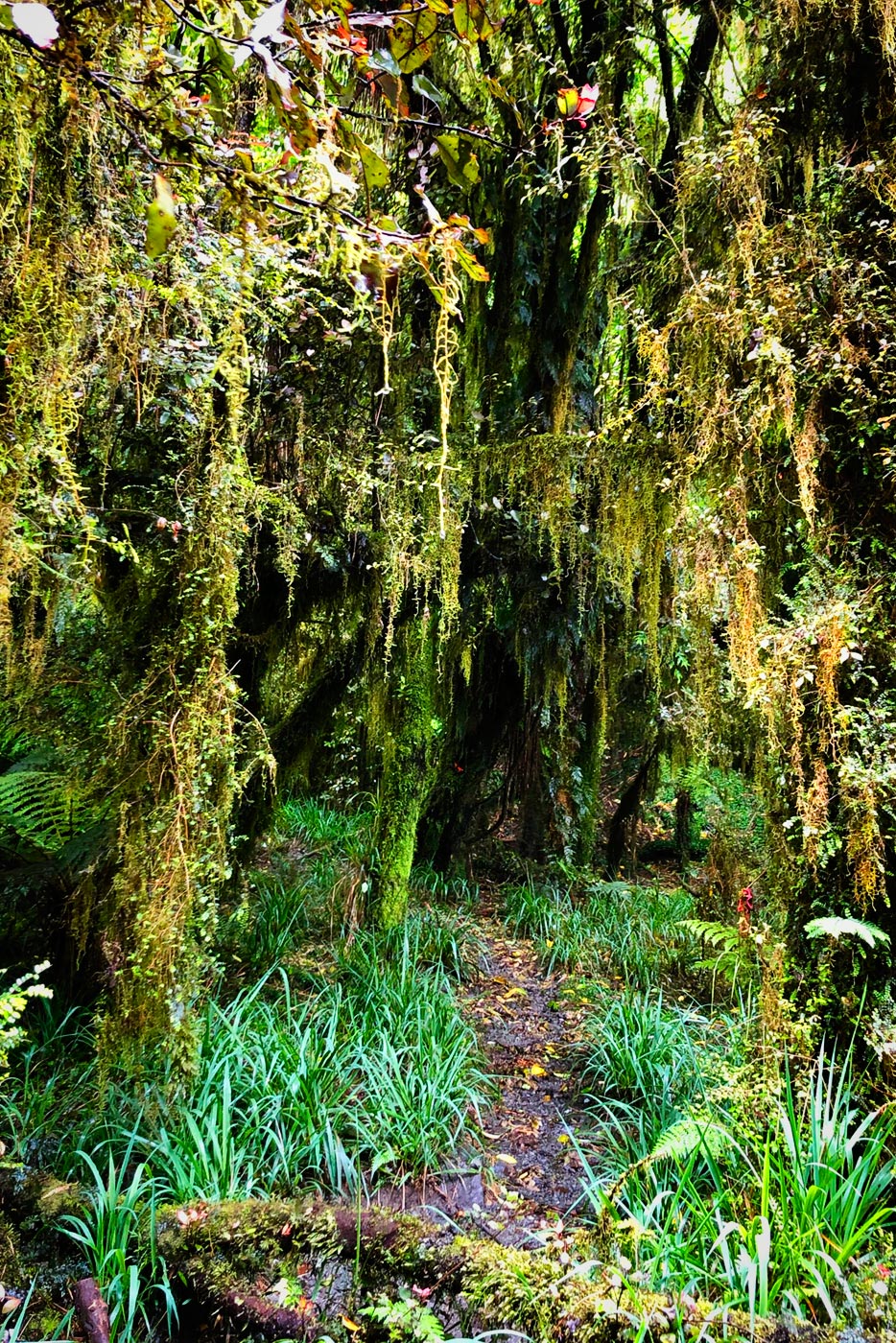 ᐈ New Zealand Weather Best Time to Visit This Country