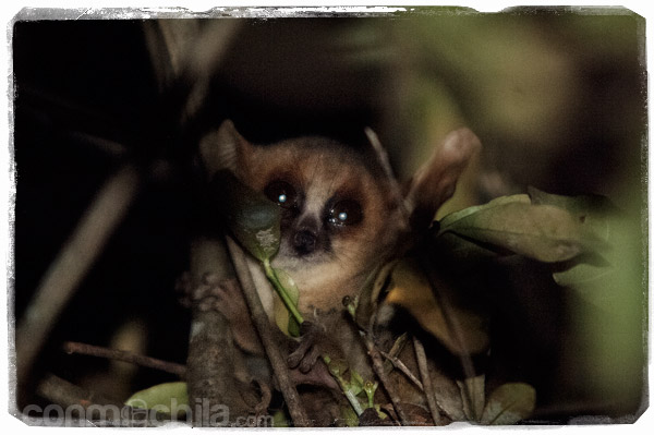 El atemorizado lemur nocturno
