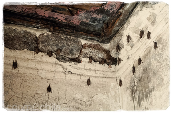 Los murciélagos del interior