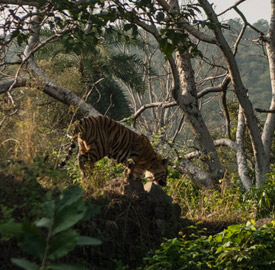 Ranthambhore reserva de tigres en India
