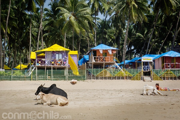 Vacas y bungalows, escena típica en las playas de Goa