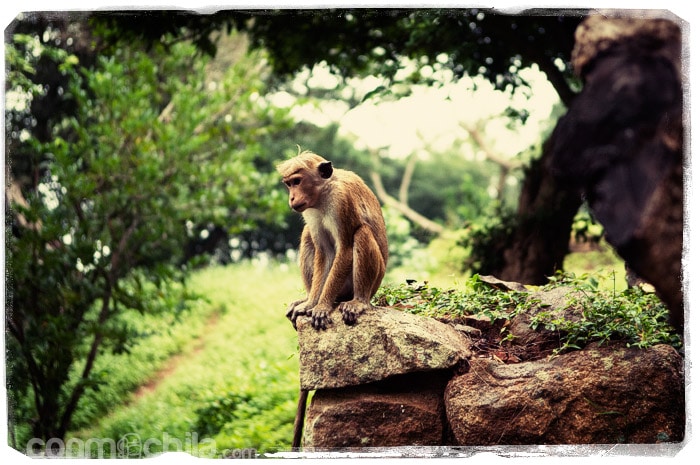 Uno de los macacos