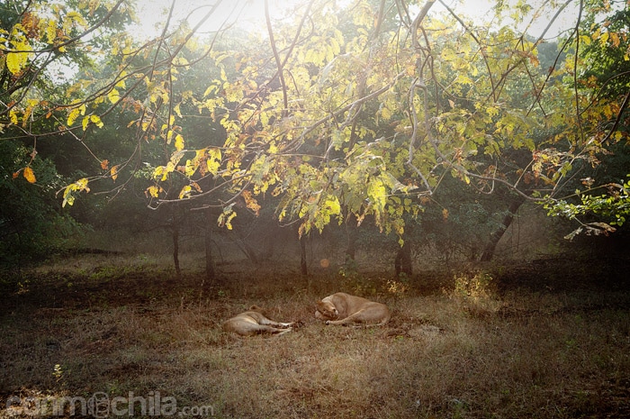 La pareja de leones descansando en el parque nacional Gir