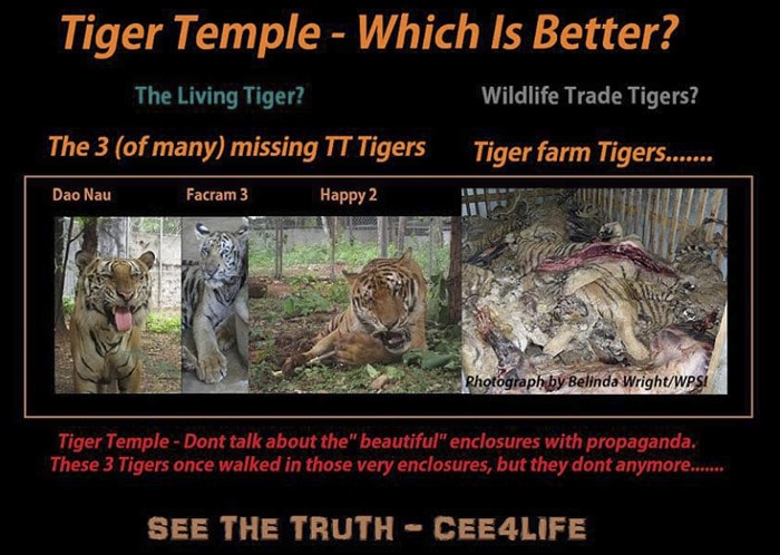Según sus últimas declaraciones, los monjes admiten que estos tigres fueron vendidos y están ya muertos