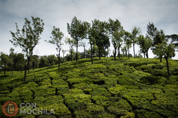 Plantaciones de té