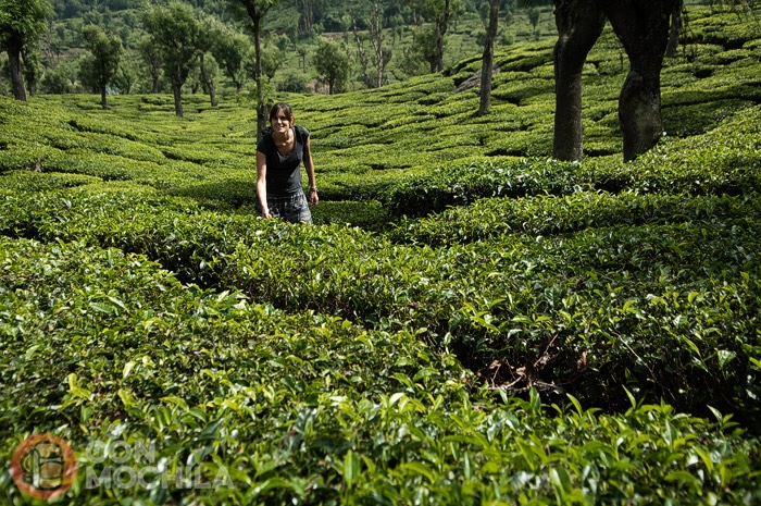 Recorriendo las plantaciones de té