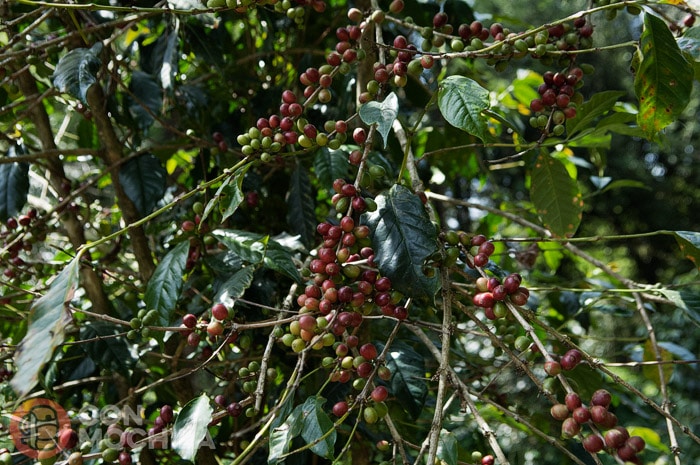 Plantaciones de café