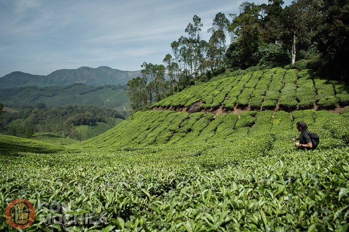Vuelven a aparecer las plantaciones de té