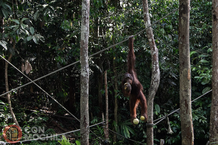 El precioso orangután