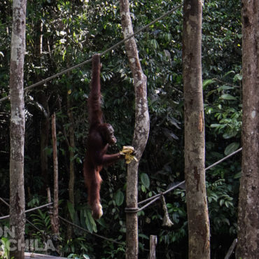 El orangután con sus plátanos