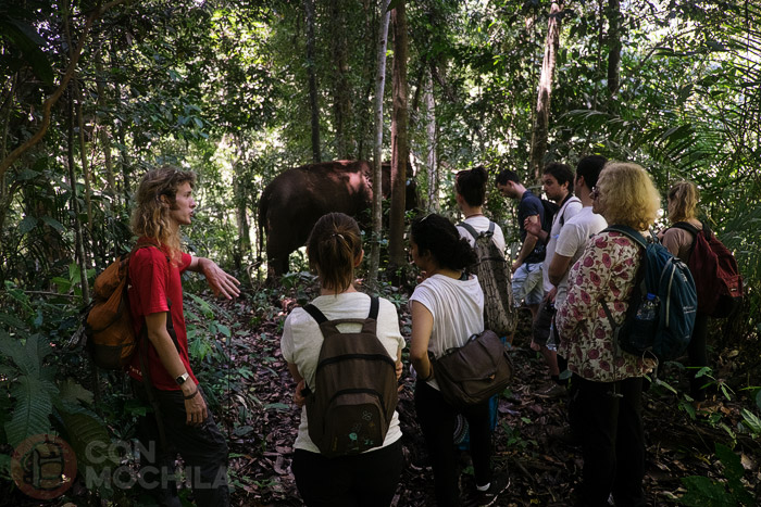 ¿Puede el turismo ayudar a los elefantes?
