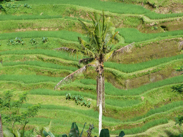Itinerario de viaje a Indonesia: Campos de arroz de Ceking Tegallalang