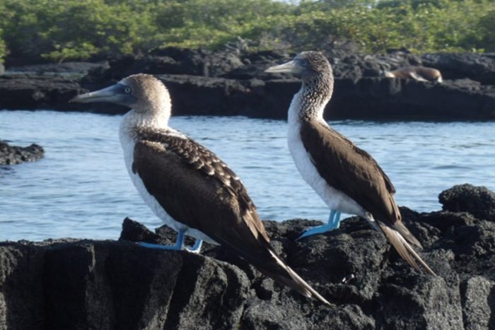 Piqueros de patas azules en las Islas Galápagos