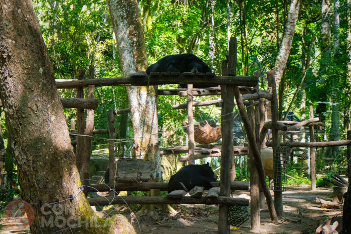 Asiatic Black Bear centro de rescate Cascadas Tat Kuang Si