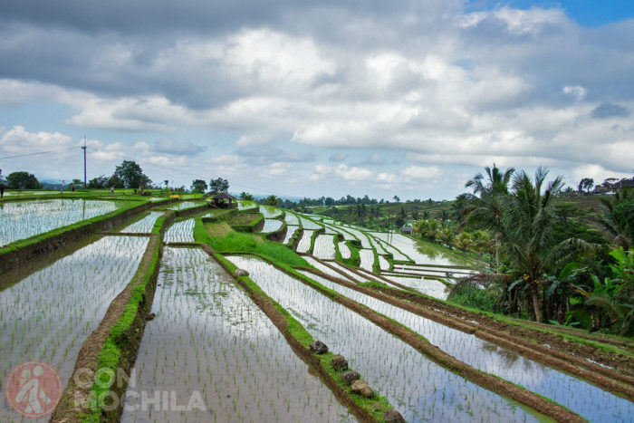Detalle de las terrazas de arrozales