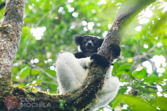 Indri curioso