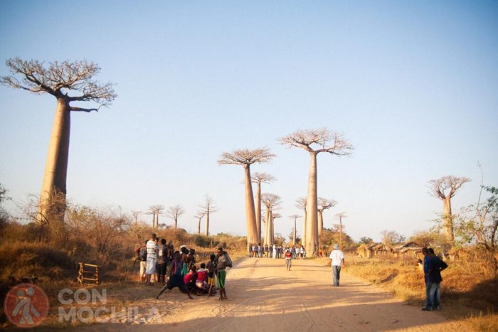 La avenida de los baobabs al atardecer
