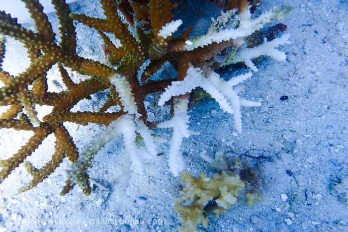 El coral cuerno de ciervo, Acropora cervicornis era un coral de gran abundancia pero en las últimas décadas ha descendido notablemente, ya que está siendo muy afectado por el blanqueamiento.
