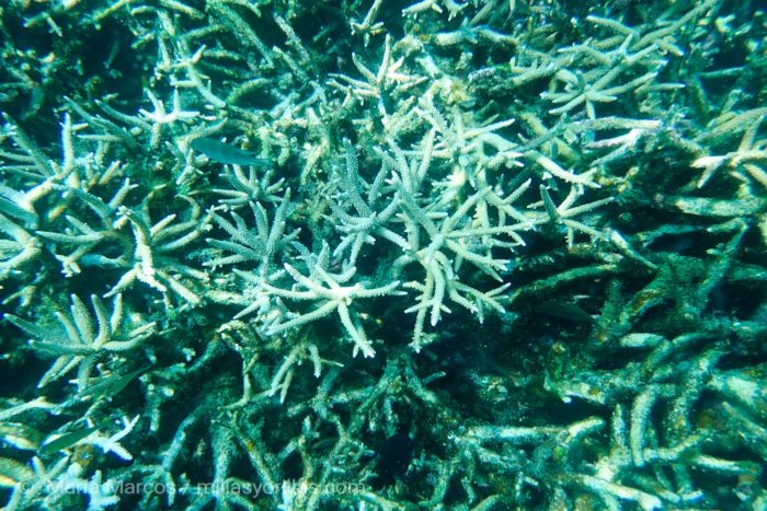 Blanqueamiento de corales en la isla de Redang, Malaysia. Las amenazas humanas están poniendo en riesgo la existencia de estos organismos tan coloreados.