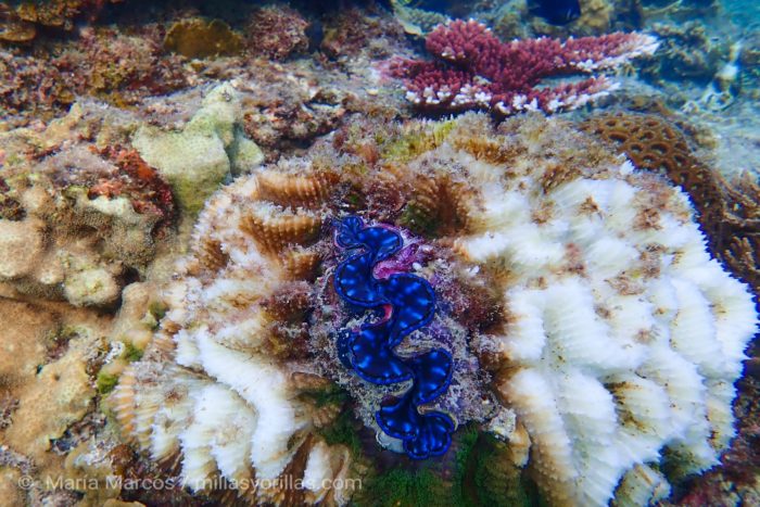 Se estima que en los últimos 30 años se ha perdido 50% de los corales del mundo. Foto tomada en la Isla de Redang.