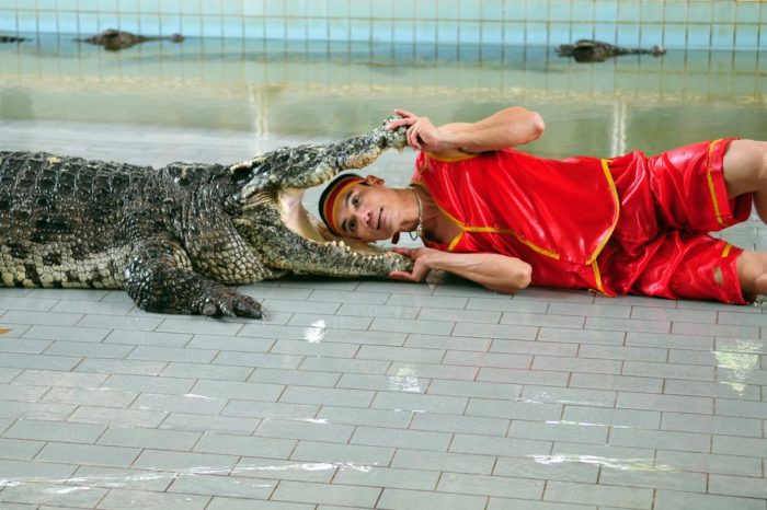 Espectáculo con cocodrilos en Tailandia