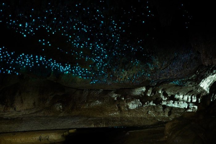 Waipu Caves Track