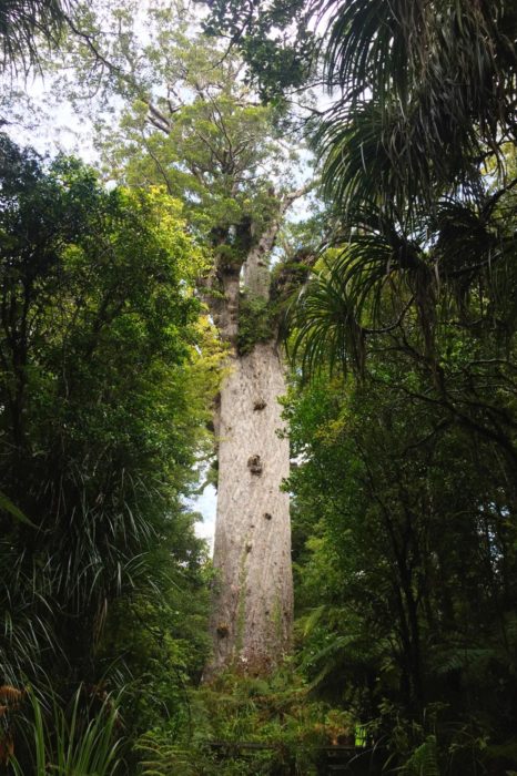 Tane Mahuta Tree, el señor del bosque