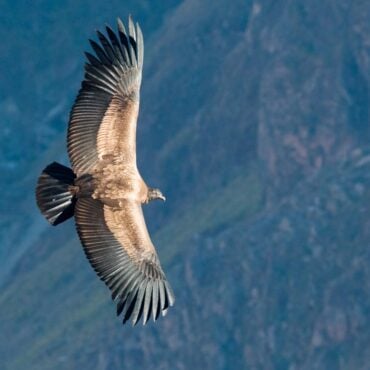 El vuelo del cóndor, el animal sagrado de los incas, es el gran atractivo del Cañón del Colca.